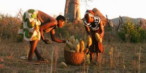 زنان بومی در حال جمع آوری میوه های درخت بائوباب