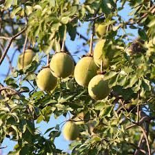 میوه های کوچک درخت بائوباب