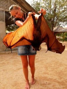 بزرگی خفاش غول پیکر گردن طلایی در حیوانات فیلیپین